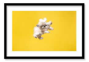 Shih-tzu puppy wearing orange bow. Cute doggy or pet is jumping isolated on yellow background. The Chrysanthemum Dog. Negative space to insert your text or image.