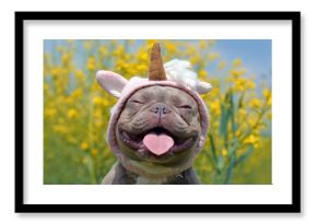 Funny lilac brindle colored French Bulldog dog with funny pink unicorn hat, closed eyes and tongue sticking out on blurry yellow flower background