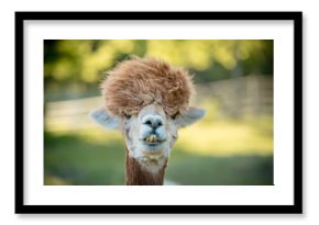 portrait of a alpaca, isolated face. cute funny expression