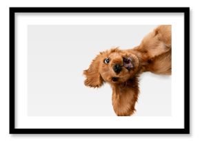 Pure youth crazy. English cocker spaniel young dog is posing. Cute playful white-braun doggy or pet is playing and looking happy isolated on white background. Concept of motion, action, movement.