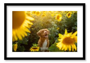 dog in a field of sunflowers. Nova Scotia duck tolling Retriever in nature. Sunny happy pet