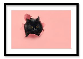 Funny black cat looks through ripped hole in pink paper backgroud. Peekaboo. Naughty pets and mischievous domestic animals. Copy space. Yellow eyes.