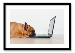 cute brown french bulldog working on laptop at home and feeling tired. Pets indoors, lifestyle and technology concept