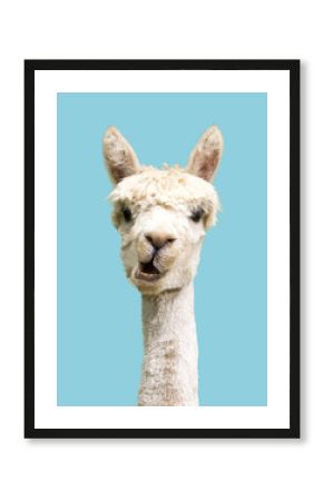 Funny white alpaca on blue background