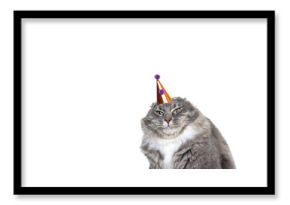 funny studio portrait of an annoyed young blue tabby maine coon cat displeased about wearing a birthday hat looking at camera in front of white background with copy space