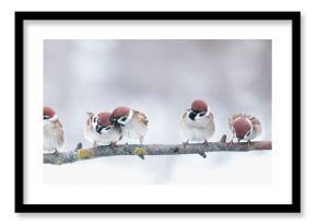 zdjęcie panoramiczne z grupą małych zabawnych ptaków wróble siedzą na gałęzi w różnych pozach w winter park