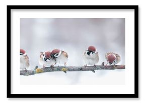 panoramic photo with a group of small funny birds sparrows sit on a branch in different poses in a winter Park