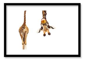 Fun cute upside down portrait of giraffe on white