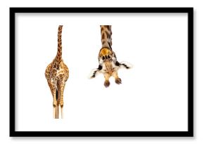 Giraffe with long head look upside down on white