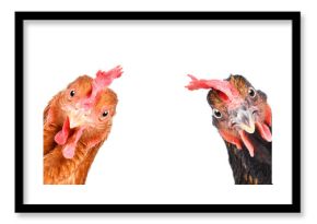 Portrait of a  funny chickens, closeup, isolated on white background