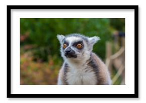 lemur head close up