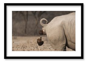Southern white rhinoceros (Ceratotherium simum simum), cackling rhino, animal droppings, funny, Khama Rhino Sanctuary, Serowe, Botswana