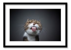 tabby white cat licking glass table sticking out tongue making funny face with copy space