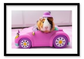 Guinea pig in a pink toy car in a kids room