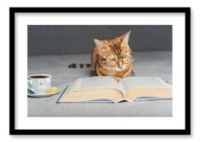 Domestic cat with glasses reads a book.