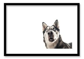 Extreme close up of funny shocked surprised husky dog with opened wide eyes on white background.