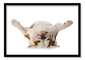 dog laying on his back