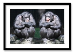 Two chimpanzees have a fun.