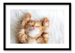 Red kitten