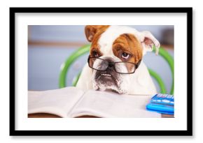 Sad Looking British Bulldog Pretending To Be Businessman