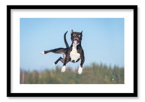 Funny amstaff dog with crazy eyes flying in the air
