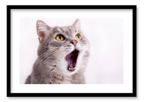Szary kot podnosi wzrok, miaucząc i szeroko otwierając usta