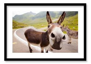 Funny donkey on road