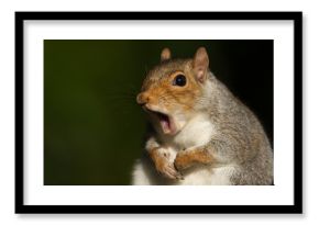 Portrait of Red Squirrel yawning