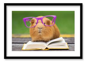 funny guinea pig in glasses reading a book