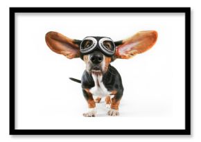 a basset hound with his ears flying away wearing goggles isolate