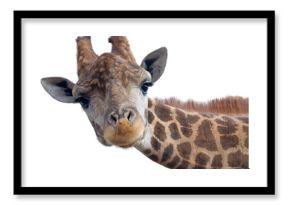 Giraffe head face
