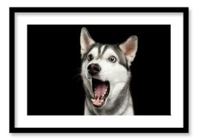 Portrait of Amazement Siberian Husky Dog opened mouth surprised on Isolated Black Background, front view