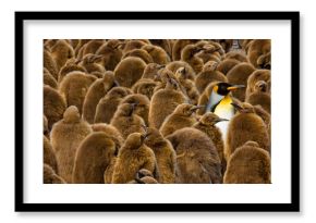 Alone in a Crowd, King Penguin chicks and adult, South Georgia