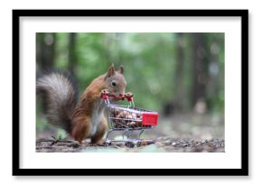 Red squirrel near the small shopping cart with nuts