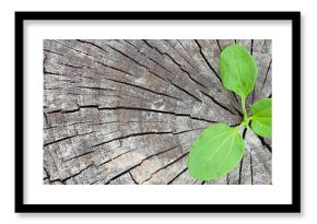 Ecology concept. Rising sprout plantain of old wood and symbolizes the struggle for a new life, border design panoramic banner.