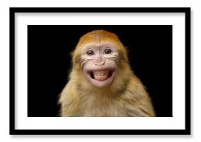 Funny Portrait of Smiling Barbary Macaque Monkey, showing teeth Isolated on Black Background