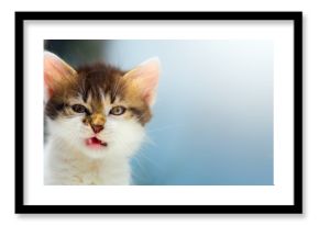 vexed Cat  mad kitten face