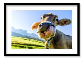 funny cow
