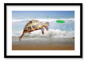 Turtle jumps and catches the frisbee