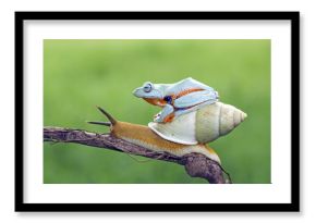 Tree frog, flying frog, javan tree frog