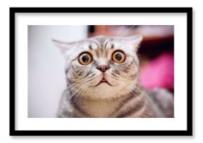 Młody szalony zdziwiony kot robi dużemu oka zbliżeniu. Amerykański krótkowłosy zaskoczył kota lub kotka na kanapie z śmieszną twarzą. Młody kot szuka zaskoczony i przestraszony. Emocjonalny zdziwiony kot o szerokich oczach w domu.