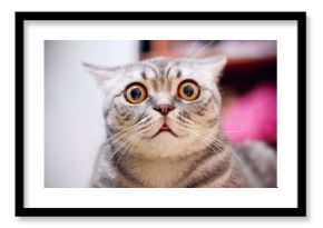 Young crazy surprised cat make big eyes closeup. American shorthair surprised cat or kitten on sofa with funny face. Young cat looking surprised and scared. Emotional surprised wide eyed cat at home.