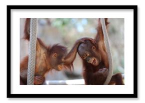 Two Young Baby Orangutan Playing Around with Eachother  / Baby Animals 