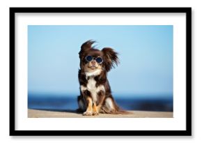 zabawny pies chihuahua w okularach przeciwsłonecznych pozowanie na plaży