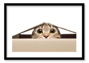 Portret śmieszny kot patrzeje z pudełka