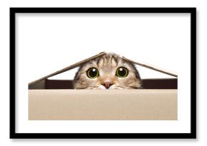 Portrait of a funny cat looking out of the box