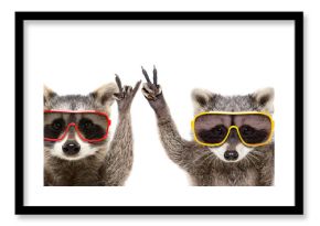 Portrait of a funny raccoons in sunglasses showing a gesture, isolated on a white background