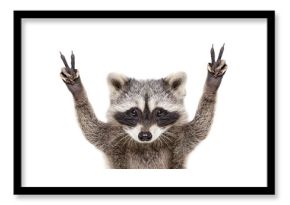 Portrait of a funny raccoon, showing a sign peace, isolated on white background