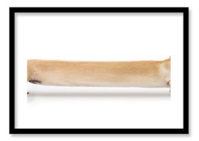 Funny Long Dog Profile Isolated on White