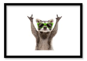 Funny raccoon in green sunglasses showing a rock gesture isolated on white background